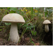 Мицелий Подберезовика болотного / Подберезовик белый (Leccinum holopus)
